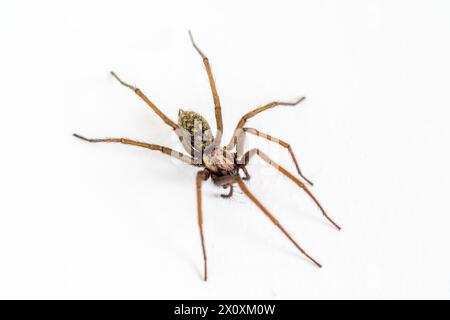 Eratigena duellica, die Riesenhausspinne, ist eine Art von Trichterweber aus der Spinnenfamilie Agelenidae. Stockfoto