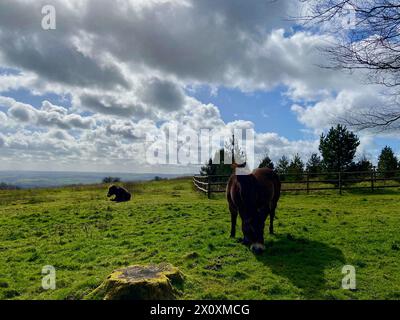 Wilde Ponys auf den quantock Hills in somerset england großbritannien Stockfoto