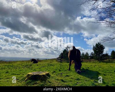 Wilde Ponys auf den quantock Hills in somerset england großbritannien Stockfoto