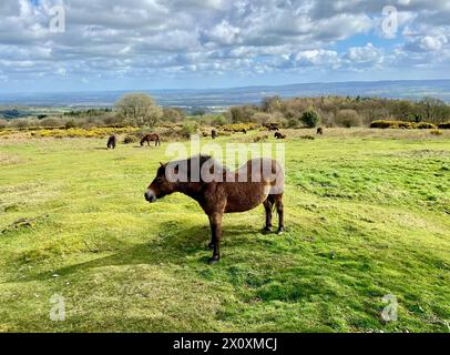 Wilde Ponys auf den quantock Hills in somerset england großbritannien Stockfoto