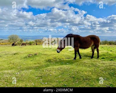 Wilde Ponys auf den quantock Hills in somerset england großbritannien Stockfoto