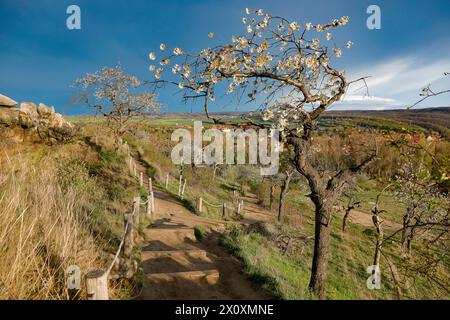 Wandern im Harz die Teufelsmauer bei Neinstedt im Harz, fotografiert am 5. April 2024. Harz Sachsen Anhalt Deutschland Teufelsmauer 001137 *** Wandern im Harz Teufelsmauer bei Neinstedt im Harz, fotografiert am 5. April 2024 Harz Sachsen Anhalt Germany Teufelsmauer 001137 Stockfoto