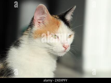 Nahaufnahme der Calico-Katze drinnen im Sonnenlicht Stockfoto