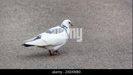 Eine schöne weiße Taube mit einem grauen Flügel und einer schönen Halskette am Hals auf dem Asphalt Stockfoto