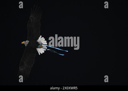 Lazios Maskottchen, der Adler Olimpia, fliegt über das Stadion vor dem Fußballspiel der Serie A zwischen SS Lazio und US Salernitana im Olimpico-Stadion in Rom (Italien) am 12. April 2024. Stockfoto