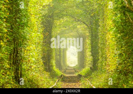 Sonniger Sommermorgen in der Region Rivne der Ukraine. Tunnel der Liebe in Klevan. Dichter Laubwald und alte Bahngleise Stockfoto