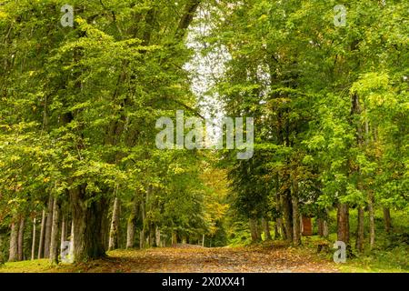 Ruhiger Sommertag in einem grünen Park. Gefallene Blätter auf einer alten Kopfsteinpflasterstraße zwischen Bäumen Stockfoto