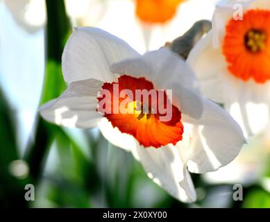 Hintergrundbeleuchtete Morgennarzissen mit Orange Center und weißen Blüten Stockfoto