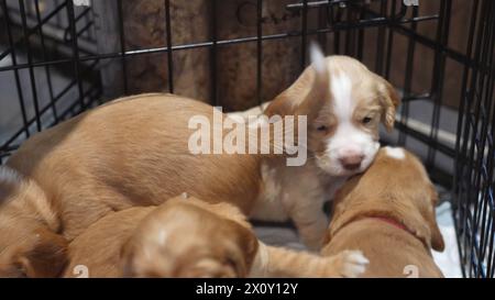 Familie von neugeborenen Welpen, süßen Hunden, roten und weißen Spaniel-Welpen Stockfoto