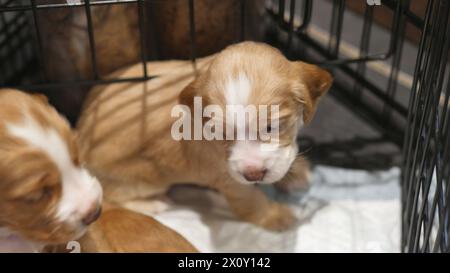 Familie von neugeborenen Welpen, süßen Hunden, roten und weißen Spaniel-Welpen Stockfoto