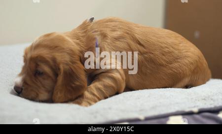 Hündchen, Neugeborenes Baby Hund, Golden Spaniel Retriever Haustier Stockfoto