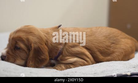 Hündchen, Neugeborenes Baby Hund, Golden Spaniel Retriever Haustier Stockfoto