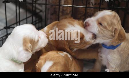 Familie von neugeborenen Welpen, süßen Hunden, roten und weißen Spaniel-Welpen Stockfoto