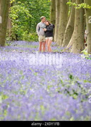 Besucher des Wanstead Park im Nordosten Londons genießen die frühen Bluebells in Chalet Woods. Bilddatum: Sonntag, 14. April 2024. Stockfoto