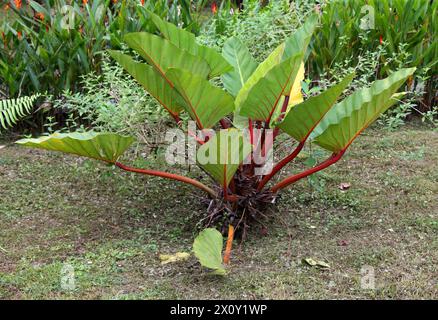 Pfeilblatt Elefantenohr, Xanthosoma sagittifolium, Araceae. Tortuego, Costa Rica, Mittelamerika. Stockfoto