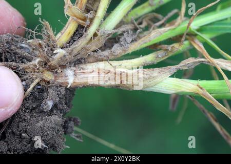 Symptome von Typhula-Fäule (häufig als graue Schneeform oder gesprenkelte Schneeform bezeichnet) auf Wintergerste. Sklerotien von Typhula incarnata, ishikariensis. Stockfoto