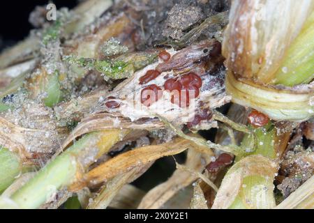 Symptome von Typhula-Fäule (häufig als graue Schneeform oder gesprenkelte Schneeform bezeichnet) auf Wintergerste. Sklerotien von Typhula incarnata, ishikariensis. Stockfoto