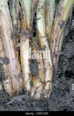 Symptome von Typhula-Fäule (häufig als graue Schneeform oder gesprenkelte Schneeform bezeichnet) auf Wintergerste. Sklerotien von Typhula incarnata, ishikariensis. Stockfoto