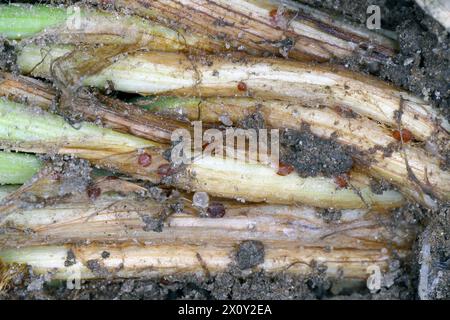 Symptome von Typhula-Fäule (häufig als graue Schneeform oder gesprenkelte Schneeform bezeichnet) auf Wintergerste. Sklerotien von Typhula incarnata, ishikariensis. Stockfoto