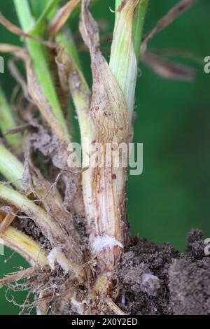 Symptome von Typhula-Fäule (häufig als graue Schneeform oder gesprenkelte Schneeform bezeichnet) auf Wintergerste. Sklerotien von Typhula incarnata, ishikariensis. Stockfoto