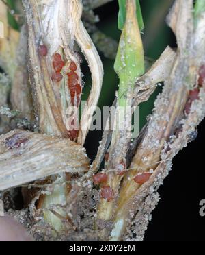 Symptome von Typhula-Fäule (häufig als graue Schneeform oder gesprenkelte Schneeform bezeichnet) auf Wintergerste. Sklerotien von Typhula incarnata, ishikariensis. Stockfoto