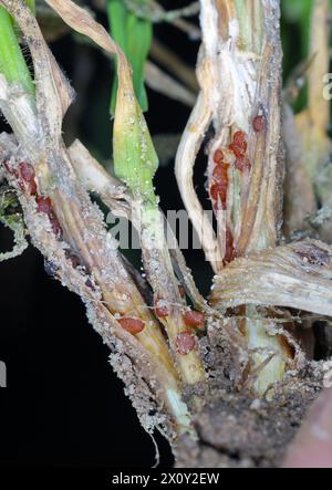 Symptome von Typhula-Fäule (häufig als graue Schneeform oder gesprenkelte Schneeform bezeichnet) auf Wintergerste. Sklerotien von Typhula incarnata, ishikariensis. Stockfoto