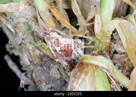 Symptome von Typhula-Fäule (häufig als graue Schneeform oder gesprenkelte Schneeform bezeichnet) auf Wintergerste. Sklerotien von Typhula incarnata, ishikariensis. Stockfoto