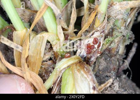 Symptome von Typhula-Fäule (häufig als graue Schneeform oder gesprenkelte Schneeform bezeichnet) auf Wintergerste. Sklerotien von Typhula incarnata, ishikariensis. Stockfoto