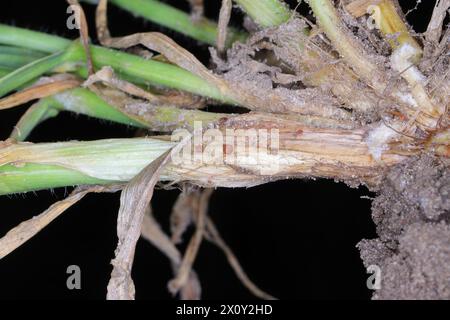 Symptome von Typhula-Fäule (häufig als graue Schneeform oder gesprenkelte Schneeform bezeichnet) auf Wintergerste. Sklerotien von Typhula incarnata, ishikariensis. Stockfoto