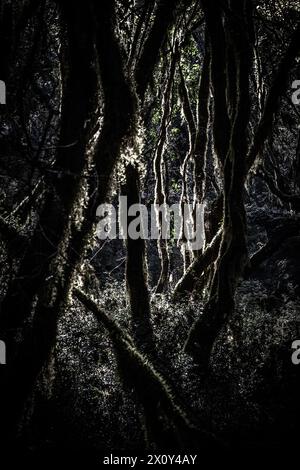 Das Flüstern des Sonnenlichts im Smaragdwald. Stockfoto