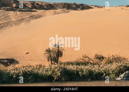 Nilufer Oasen in Ägypten Stockfoto