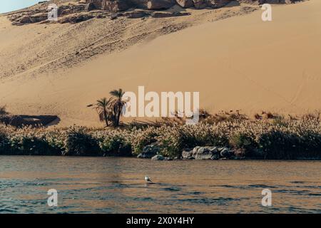 Nilufer Oasen in Ägypten Stockfoto