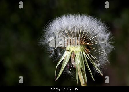 Löwenzahnuhr Seed Head Wind Dispersal Stockfoto