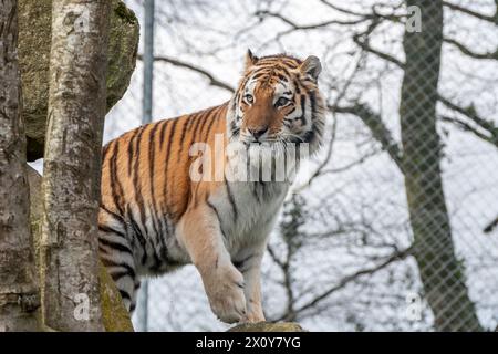Tiger in Bewegung Stockfoto