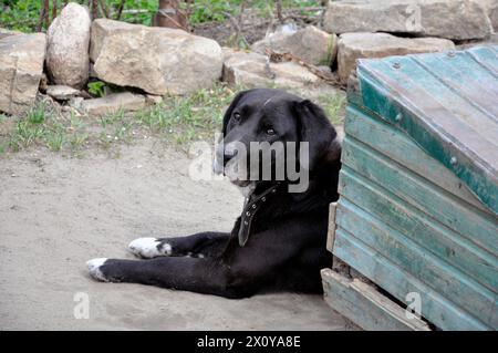 Ein großer schwarzer Haushund sieht traurig aus. Stockfoto