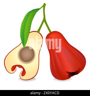 Syzygium Jambos oder Rosenäpfel auf weißem Hintergrund. Stock Vektor