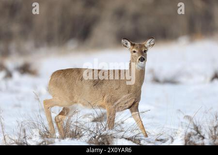 Weißschwanzhirsche leben im Winter auf einem verschneiten Feld Stockfoto