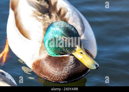Männlicher Mallard mit einem glänzend grünen Kopf, weißem Kragen und brauner Brust, Preens an einem Teich in Dublin. Stockfoto