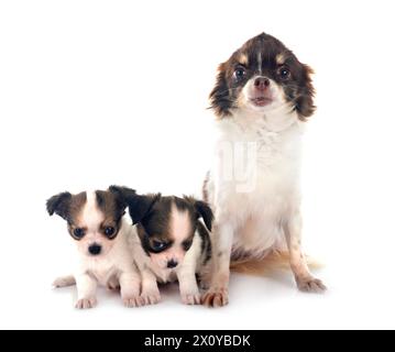 Wenig chihuahuas vor weißem Hintergrund Stockfoto