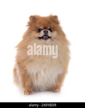 Junge pomeranian vor weißem Hintergrund Stockfoto