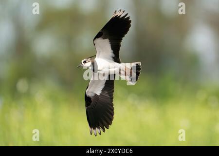 nördlicher Kick, Vanellus vanellus Stockfoto