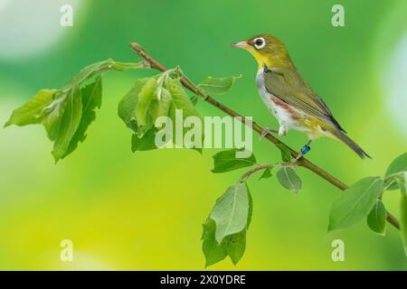 Kastanienflankiertes Weißauge, Zosterops erythropleurus Stockfoto