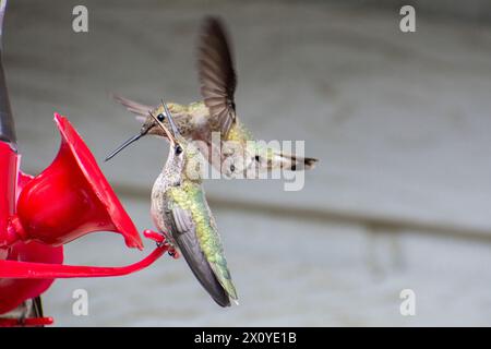 Zwei weibliche Anna's Kolibris (Calypte anna) kämpfen in einem Kolibris Feeder in Südkalifornien. Stockfoto