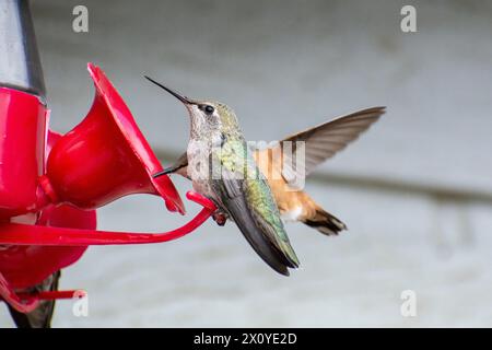Ein weiblicher Kolibri (Calypte anna) und ein weiblicher Kolibri (Selasphorus rufus) teilen sich einen Kolibri-Futterplatz in Südkalifornien. Stockfoto
