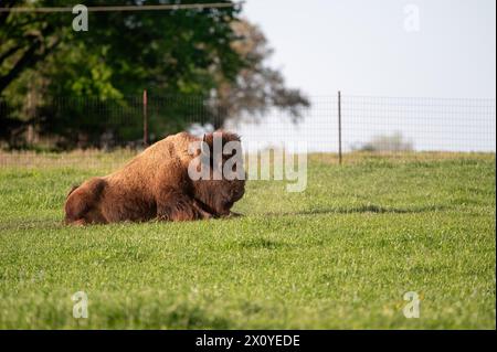 Ein amerikanischer Bison-Stier, der an einem sonnigen Abend auf einer texanischen Farm im grünen Gras einer Ranch-Wiese ruht. Stockfoto