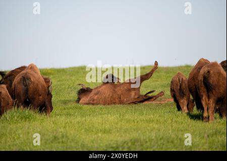 Ein amerikanischer Bison, der sich auf einer Ranchwiese im Dreck und Gras wälzt, um an einem sonnigen Tag mit Fliegen und anderen Insekten umzugehen. Stockfoto