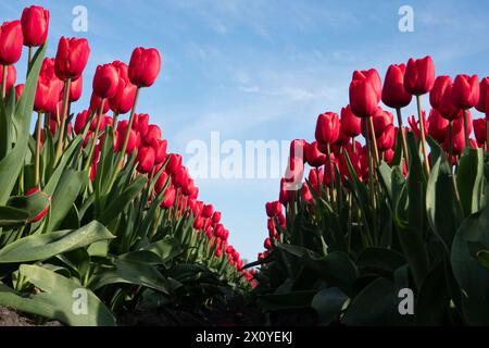 Blick zwischen zwei Reihen rosa Tulpen unter einem blauen Himmel aus einer tiefen Perspektive Stockfoto