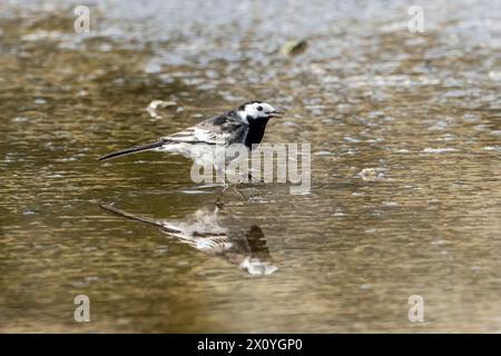 Rattenbachtel geht durch eine Pfütze und ernährt sich von kleinen Insekten Stockfoto