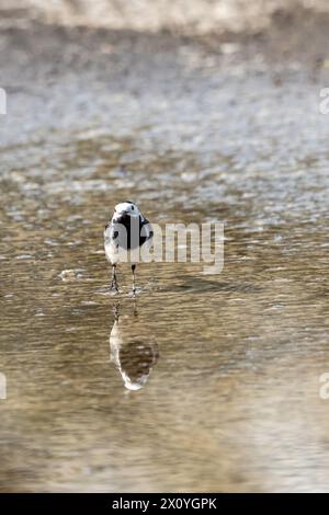 Rattenbachtel geht durch eine Pfütze und ernährt sich von kleinen Insekten Stockfoto
