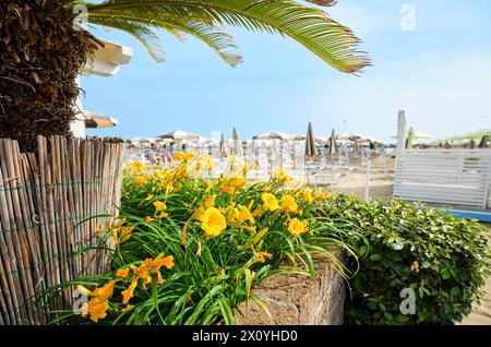 Blick auf den Strand mit gelben Blumen und einer Palme im Vordergrund an einem sonnigen Sommertag, im Hintergrund der Strand voller Sonnenschirme und Strand Stockfoto